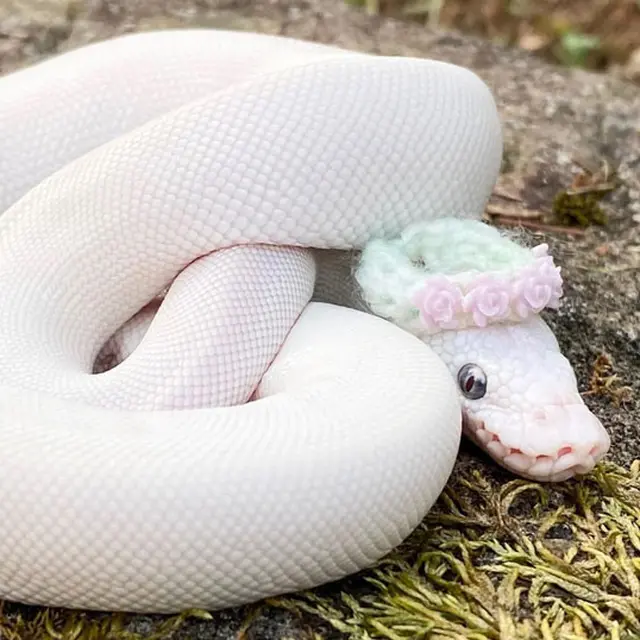 6 Potret Ular Pakai Topi Ini Terlihat Gemas, Meski Lucu Tetap Bikin Deg-degan
