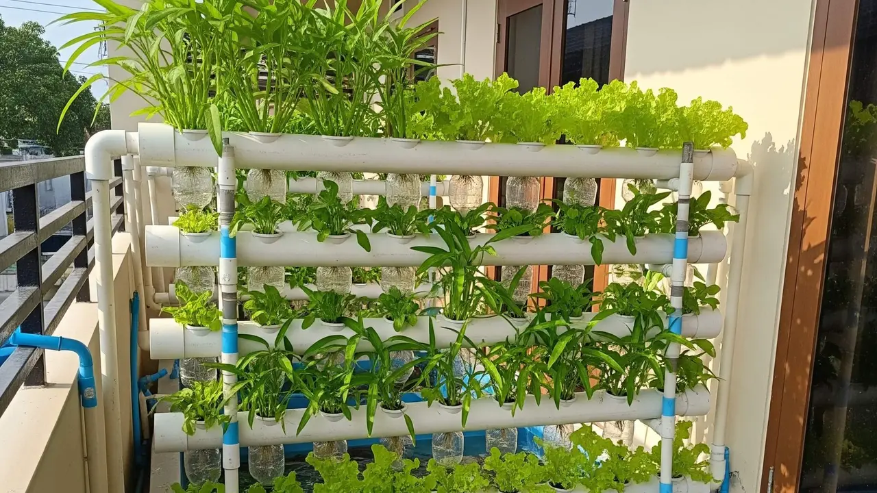 Desain Kebun Sayur Pakai Pipa untuk Rumah Minimalis