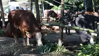 Prabowo Salurkan Kurban untuk Warga Hambalang, 1 Sapi per RW