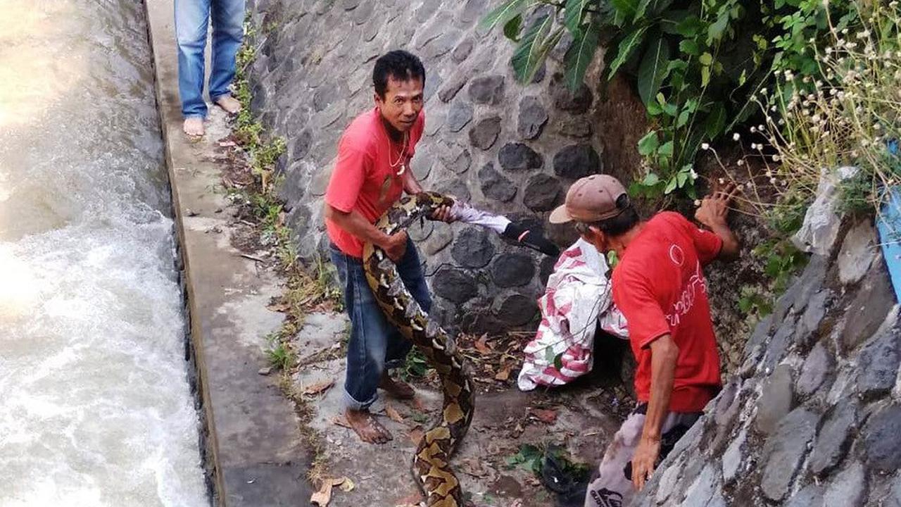 Tertangkap, Inikah Raja Ular di Purworejo?