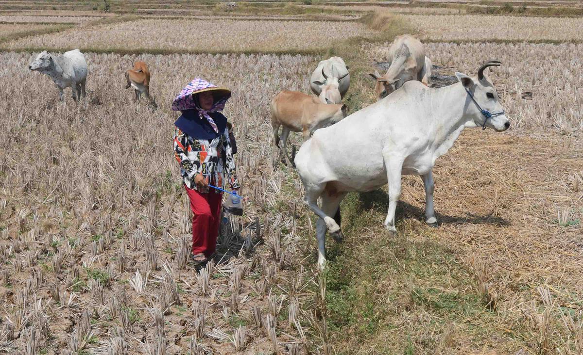 Kekeringan Ekstrem Sebabkan Sawah di Jonggol Mengering