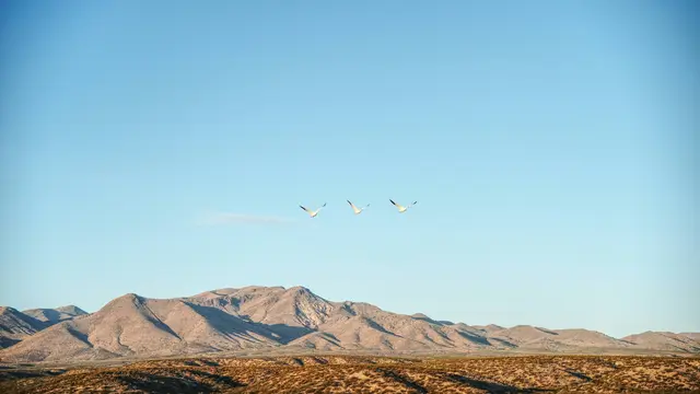 Bosque del Apache