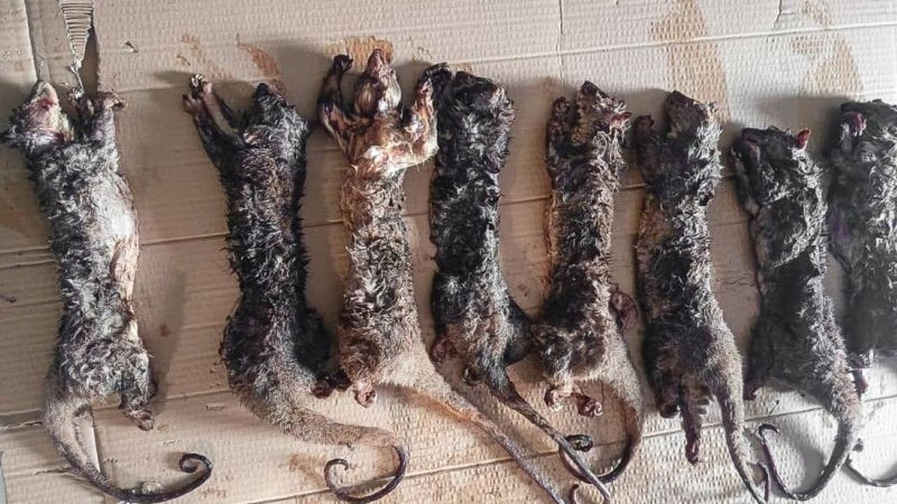Penegakan Hukum Kementerian Kehutanan Amankan Penjual Kuskus Tembung Dilindungi di Sulawesi Utara