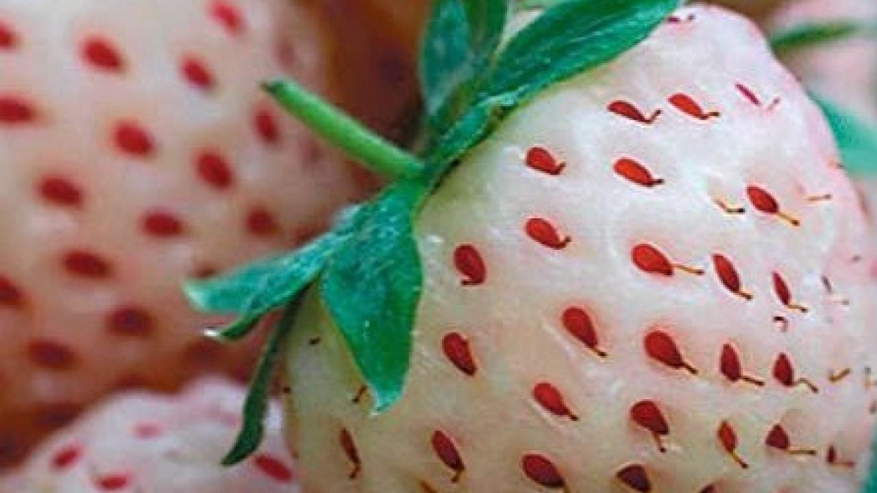 Wow, Ada Stroberi Berwarna Putih