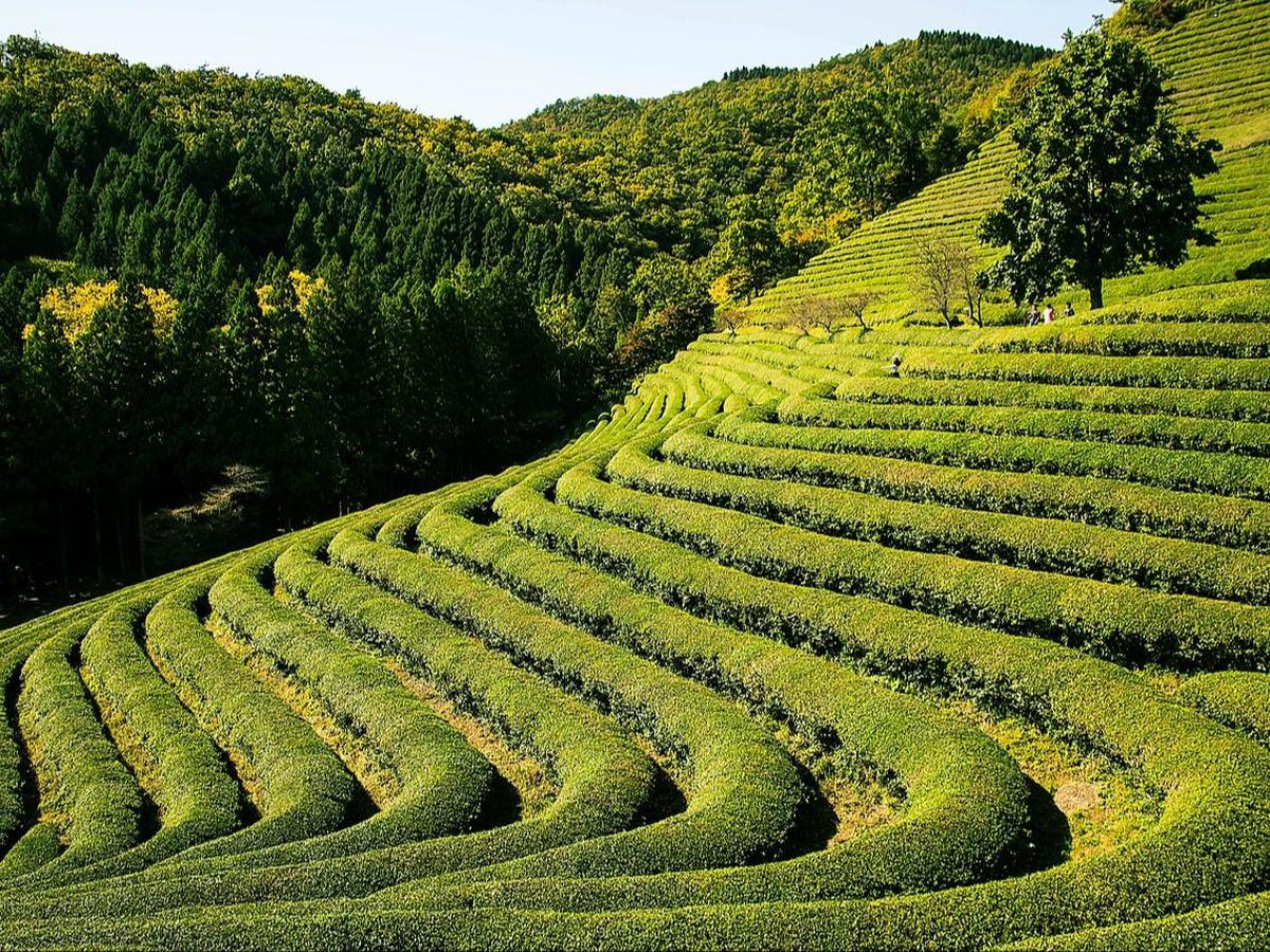 Kebun Teh Nglinggo