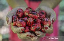 Maluku Genjot Hilirisasi Pertanian: Kelapa dan Pala Jadi Andalan Utama