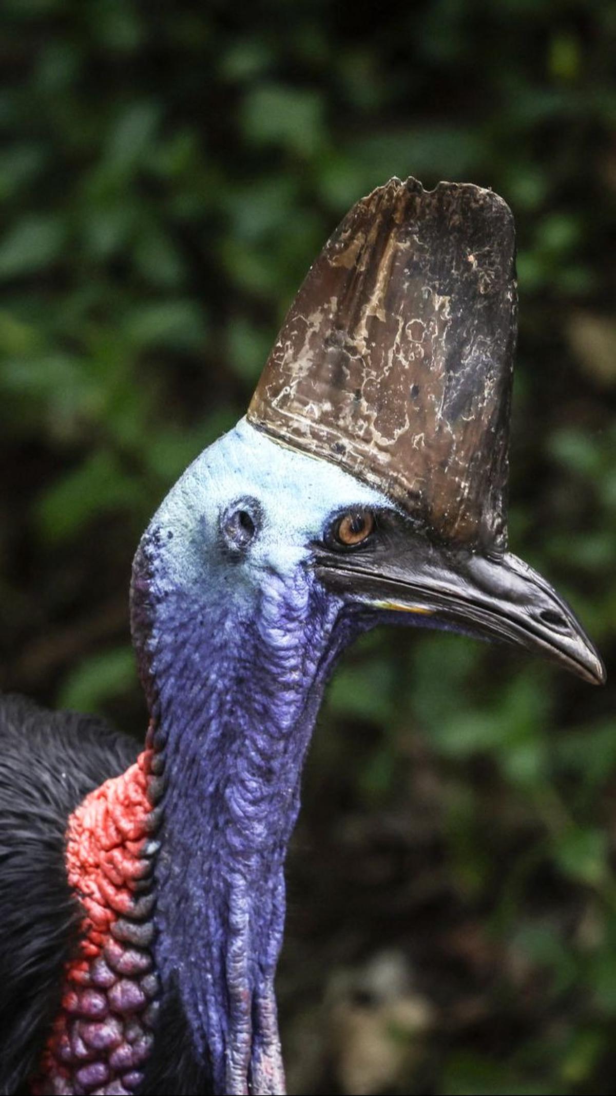 Pemerintah Australia menempatkan burung Kasuari sebagai satwa terancam punah. Menurutnya, hanya tersisa sekitar 4.500 ekor di alam liar.&nbsp;Foto: David Gray/AFP