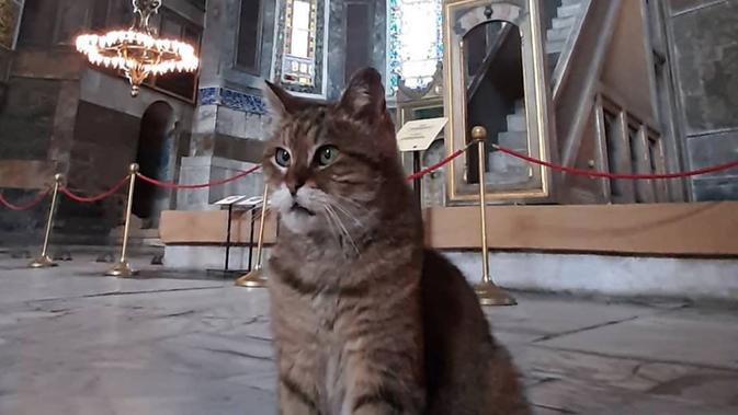 Gli Si Kucing Penunggu Masjid Hagia Sophia Mati Di Usia 16 Tahun Penggemar Berduka Lifestyle Liputan6 Com