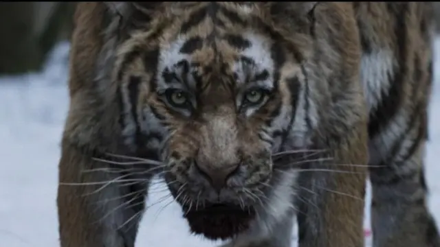 Film Korea The Tiger (Dok. Vidio)