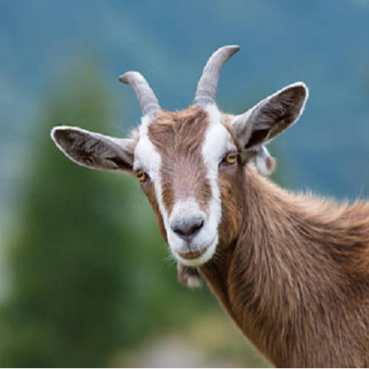 Ilustrasi kambing (iStock)