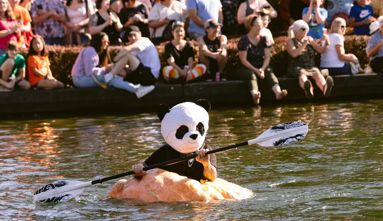 Jason Springs mengenakan kostum panda sambil mendayung labu raksasa menuju garis finish dalam event West Coast Giant Pumpkin Regatta di Tualatin, Oregon, Amerika Serikat pada 16 Oktober 2022. Peserta membuat labu dengan ukuran besar bisa mengambang dan ditumpangi satu orang untuk memenangkan lomba. (Photo by Wesley Lapointe / AFP)