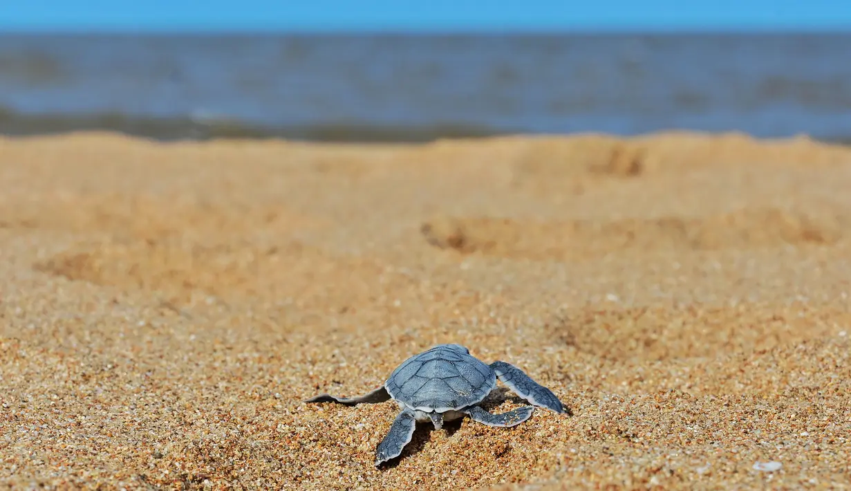 Seekor tukik penyu hijau merayap keluar sarangnya menuju arah laut di sebuah pantai Pulau Manda, Kenya, 18 Juni 2019. (TONY KARUMBA/AFP)