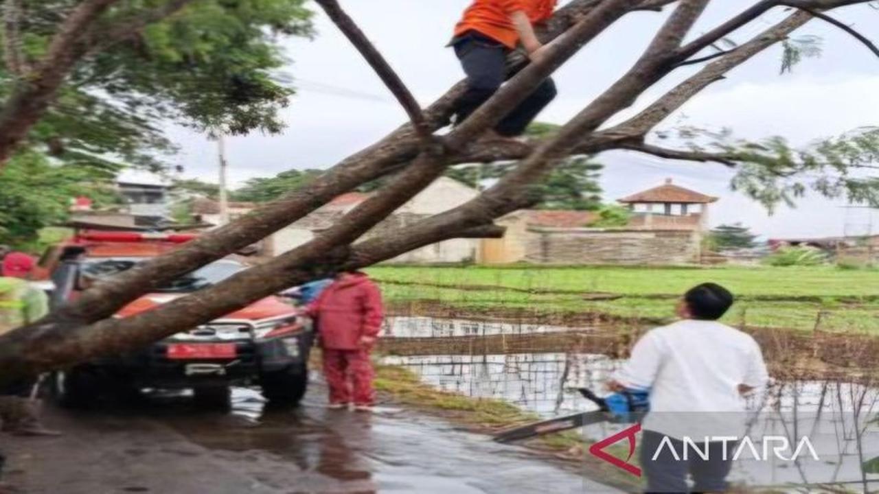 Penanganan Cepat Pohon Tumbang Cianjur, Jalur Utama Kembali Normal