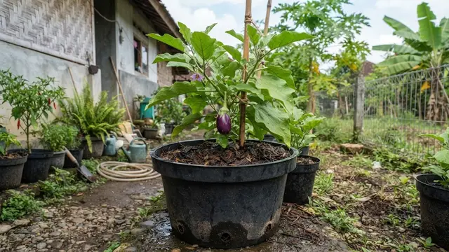 Pot dan Media Tanam dengan Drainase Baik