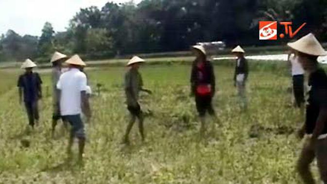 Sepakbola Sawah Ala Petani Bola Liputan6com