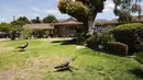 Burung merak berjalan di halaman rumput di Arcadia, California, Selasa (8/6/2021). Dewan Pengawas Los Angeles County sedang mempersiapkan pemungutan suara tentang peraturan yang melarang memberi makan merak secara sengaja dengan denda $1000 atau enam bulan penjara. (Mario Tama/Getty Images/AFP)