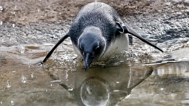 Lihat Penguin Belajar Berenang