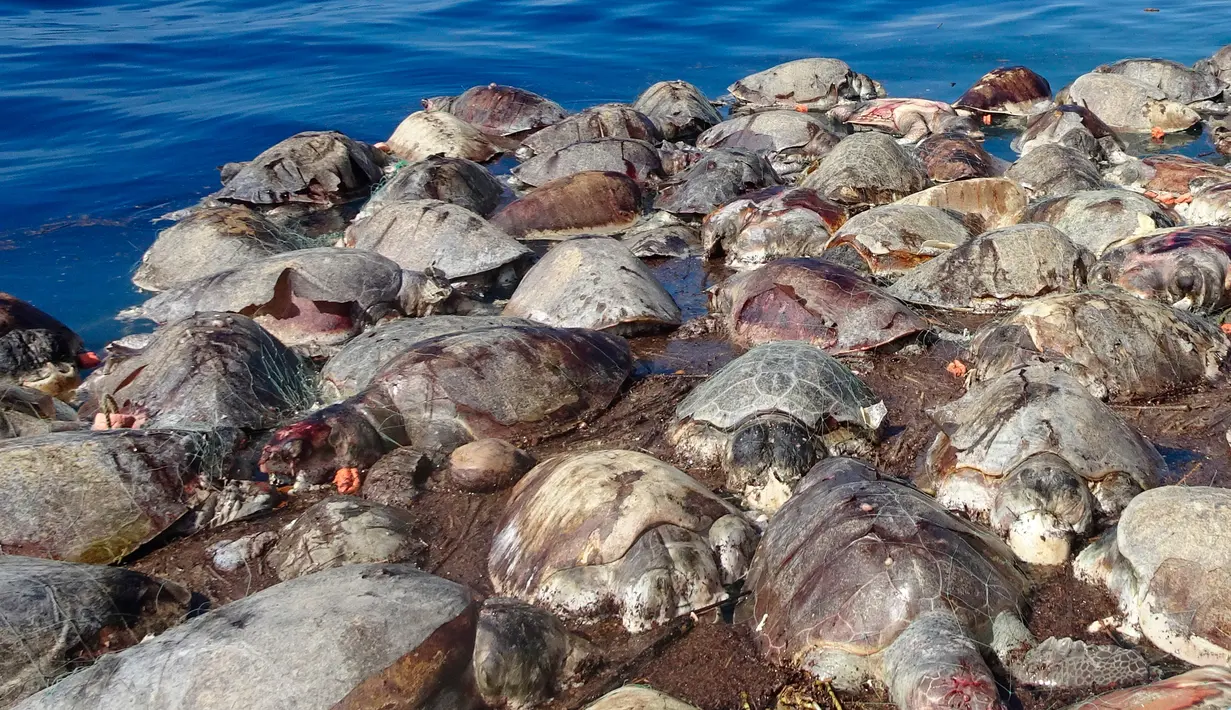 Bangkai penyu laut yang mati di parairan dekat Puerto Escondido, Meksiko, (28/8).  Otoritas Meksiko akan mengungkap siapa yang harus bertanggung jawab atas kematian ratusan penyu laut langka ini. (AP Photo/Jose Ignacio Santiago Martinez)