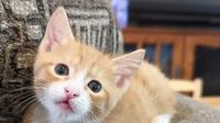 Macaroni, si anak kucing oyen yang punya banyak jari. (Foto: Instagram/fflrescuenetwork)