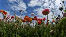 Bunga giant recolote ranunculus bermekaran di The Flower Field, Carlsbad Ranch, California, Kamis (21/3/2019). Memiliki luas sebesar 50 hektare, taman bunga ini dibuka setiap tahunnya pada musim semi. (REUTERS/Mike Blake)