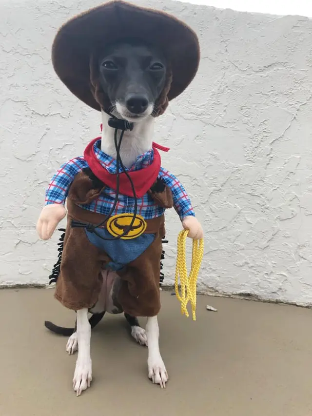 Aku sudah mirip sama Sheriff Woody belum?