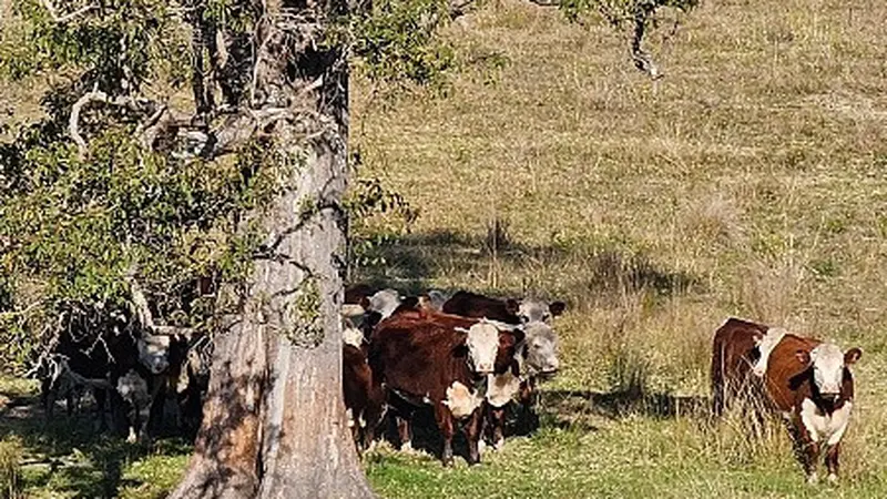 Kenalkan Cita Rasa Daging Sapi Terbaik, MLA Gandeng Negara Bagian NSW di Aussie Beef Mates