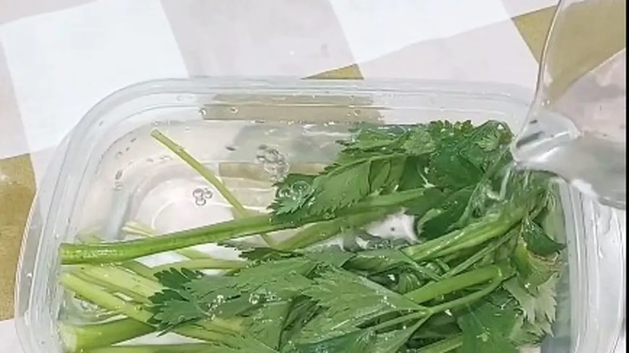 Tanpa Disimpan di Freezer, Ini Cara Agar Seledri Tetap Segar dan Wangi Sampai Sebulan