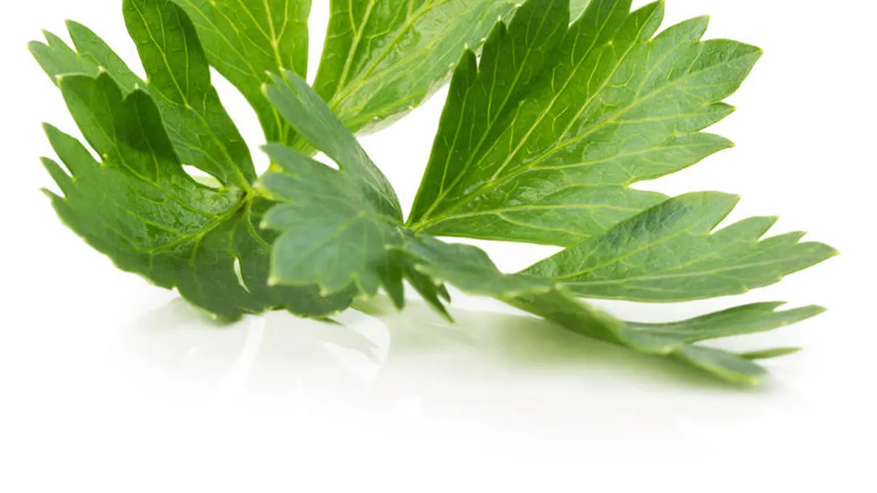 Daun Seledri