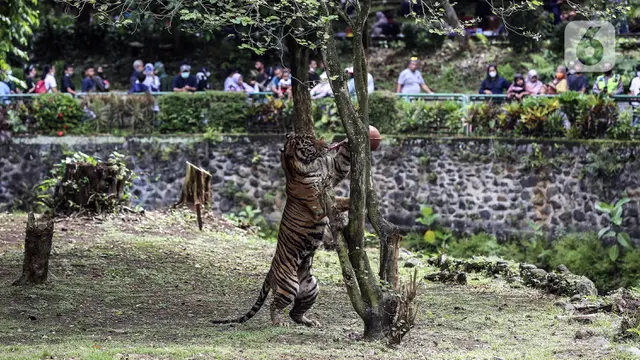 FOTO: Menkmati Libur Lebaran di Taman Margasatwa Ragunan