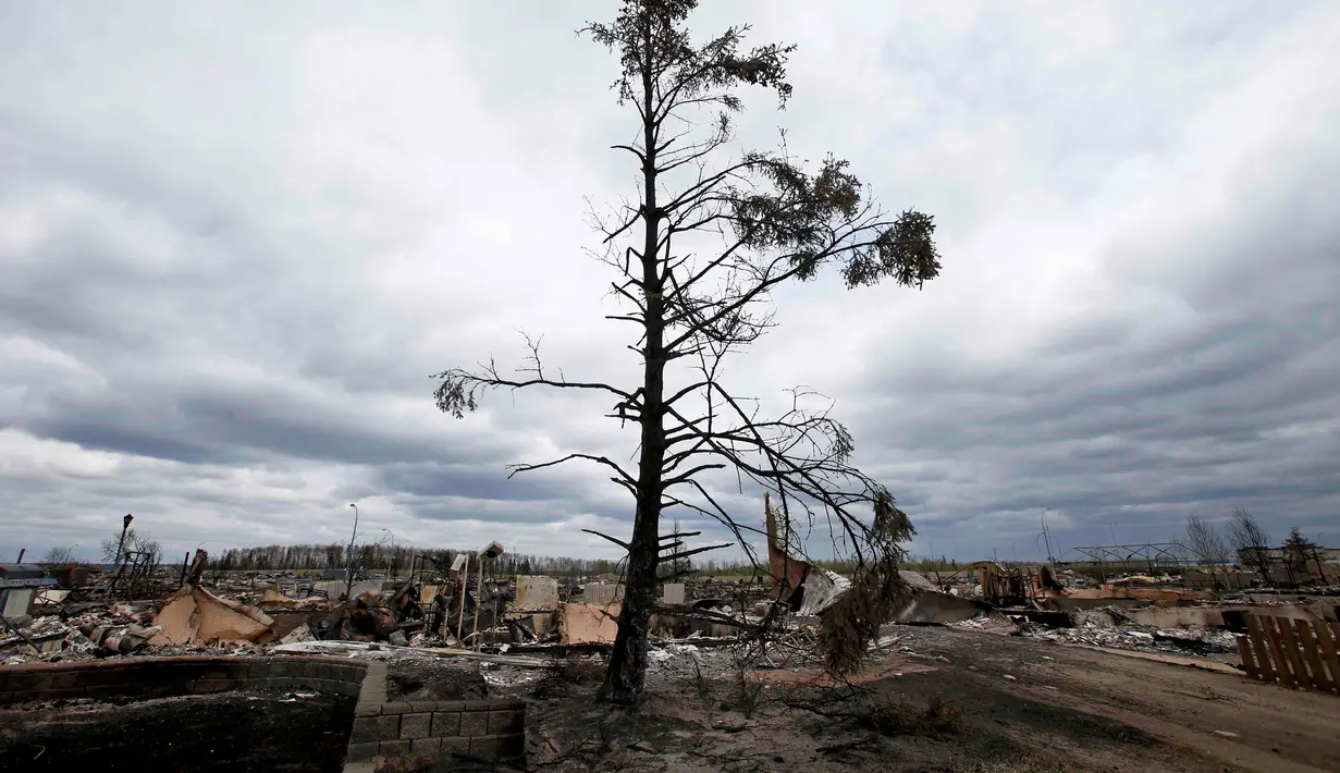 Sisa-sisa pohon yang hangus akibat kebakaran hutan di lingkungan Beacon Hill dari Fort McMurray, Alberta, Kanada, (9/5). Kebakaran ini menghanguskan 7.500 hektare lahan. (REUTERS/Chris Wattie)