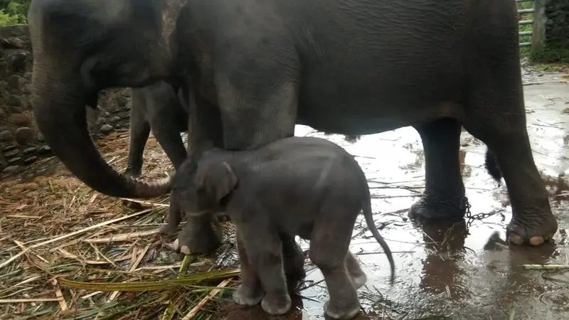 Gajah Sumatra