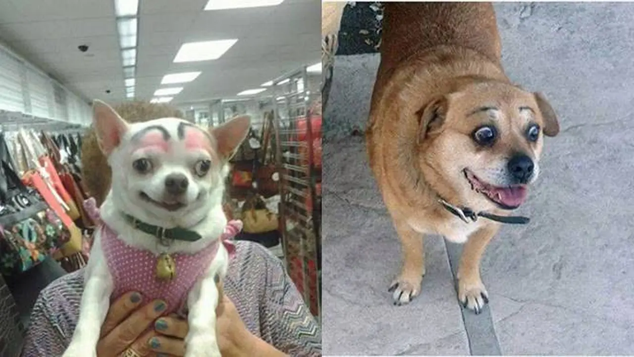 8 Potret Anjing Pakai Makeup Seperti Alis Ini Bikin Ekspresinya Kocak
