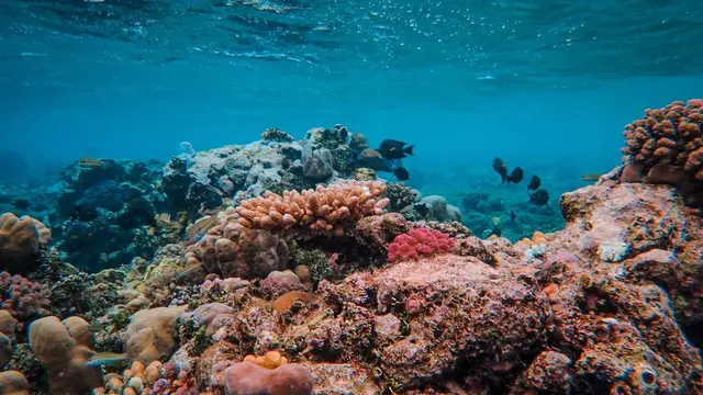 Mengenal pesona kehidupan bawah laut