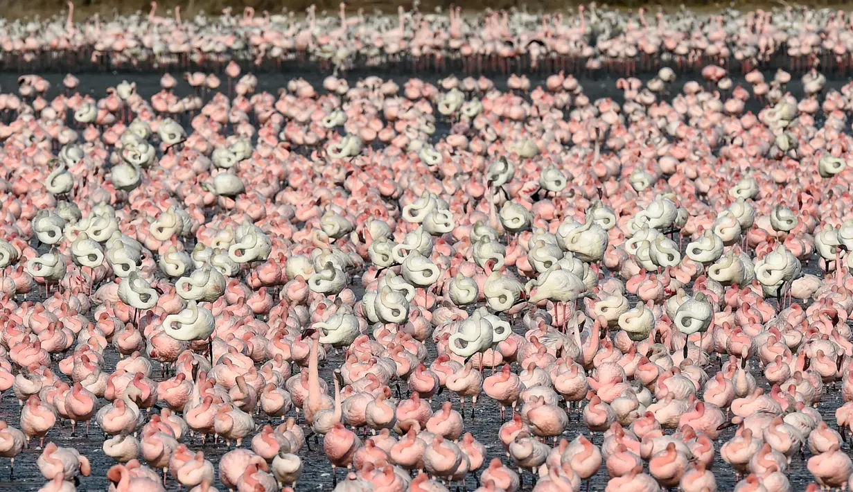 Kawanan flamingo berdiri di sebuah danau di Navi Mumbai pada Kamis (14/5/20220). Burung-burung yang bermigrasi biasa mendatangi Mumbai setiap tahun ini tiba dalam jumlah besar setelah pemerintah India menerapkan kebijakan lockdown. (Photo by Punit PARANJPE / AFP)