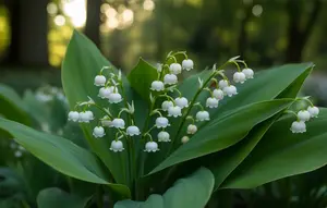 Mengenal Bunga Lily of the Valley, Si Lonceng Putih Simbol Kemurnian Kesayangan Kerajaan Inggris