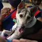 Seorang dokter hewan bersiap untuk menyuntik seekor anjing dengan dosis vaksin antirabies pada kesempatan Hari Rabies Sedunia di Rumah Sakit Universitas Hewan Tamil Nadu, Chennai, Rabu (29/9/2021). Hari Rabies Sedunia diselenggarakan pada tanggal 28 September setiap tahun. (Arun SANKAR/AFP)