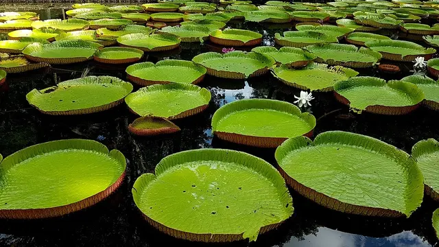 Victoria Amazonica (sumber: pixabay)