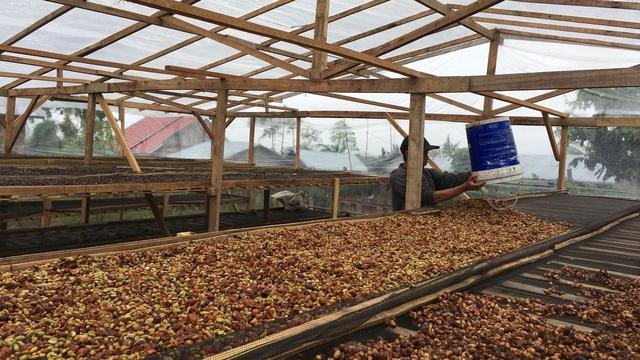 Kepahiang Kembangkan Kopi Premium Fine Robusta