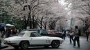 Pengunjung melihat mobil-mobil klasik di bawah Pohon Sakura termasuk 1965 Chevrolet Corvette Stingray (depan) selama Japan Classic Automobile 2016 di Tokyo, Jepang, Minggu (4/3). 32 mobil antik keluaran tahun lawas dipamerkan. (AFP/Toshifumi Kitamura)
