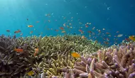 Pusat Data AI di Dasar Laut, Solusi Cerdas atau Masalah Baru?