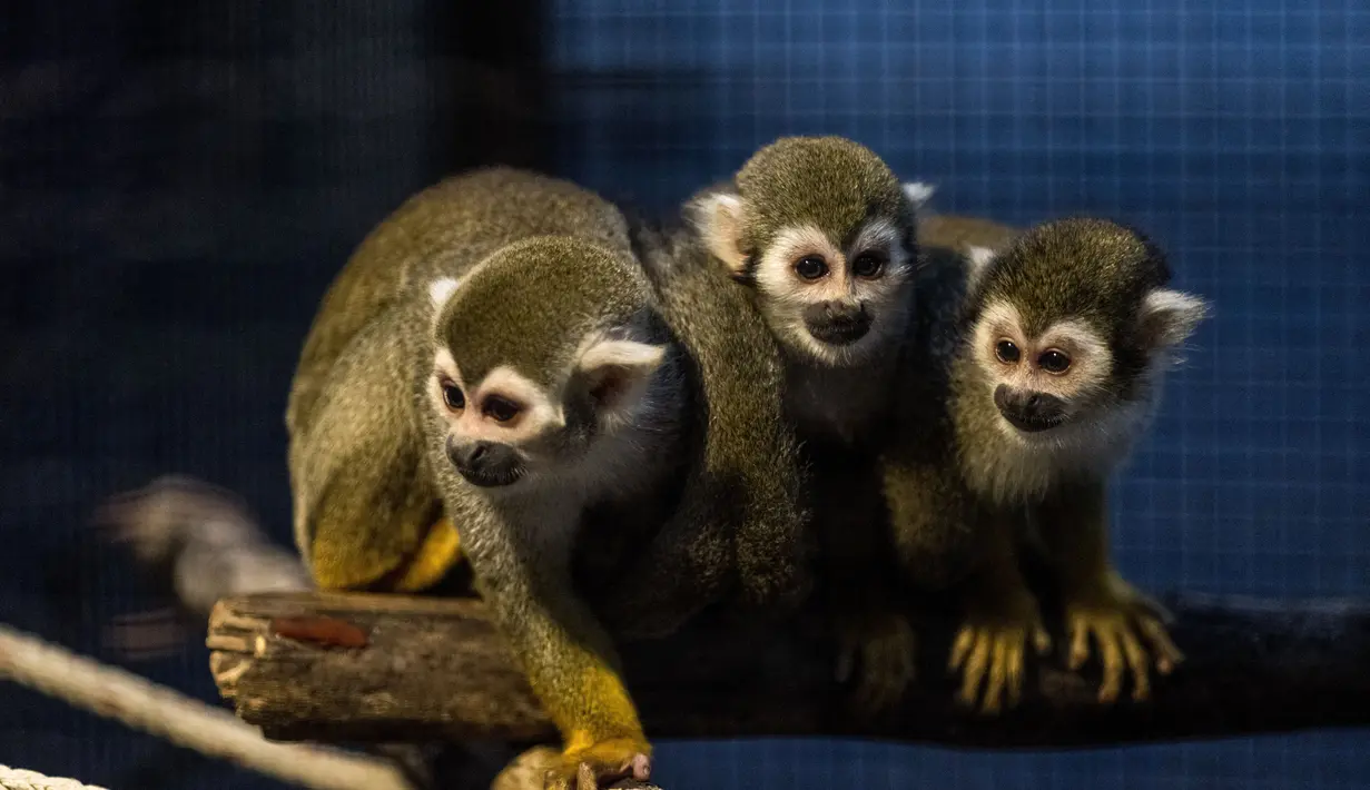 Monyet tupai duduk di kandang di Pet Expo Thailand 2021 tahunan di Bangkok (25/11/2021). Pet Expo Thailand 2021 diselenggarakan dari 25-28 November 2021 mulai pukul 10.00-20.00. (AFP/Jack Taylor)