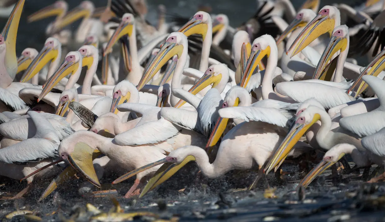 Sejumlah pelikan mengambil ikan yang dituangkan oleh sebuah truk ke waduk Mishmar HaSharon di Israel, Rabu (18/10). Ribuan pelikan mampir ke Israel saat perjalanan dari Eropa menuju Afrika untuk beradaptasi selama musim dingin. (AP/Ariel Schalit)
