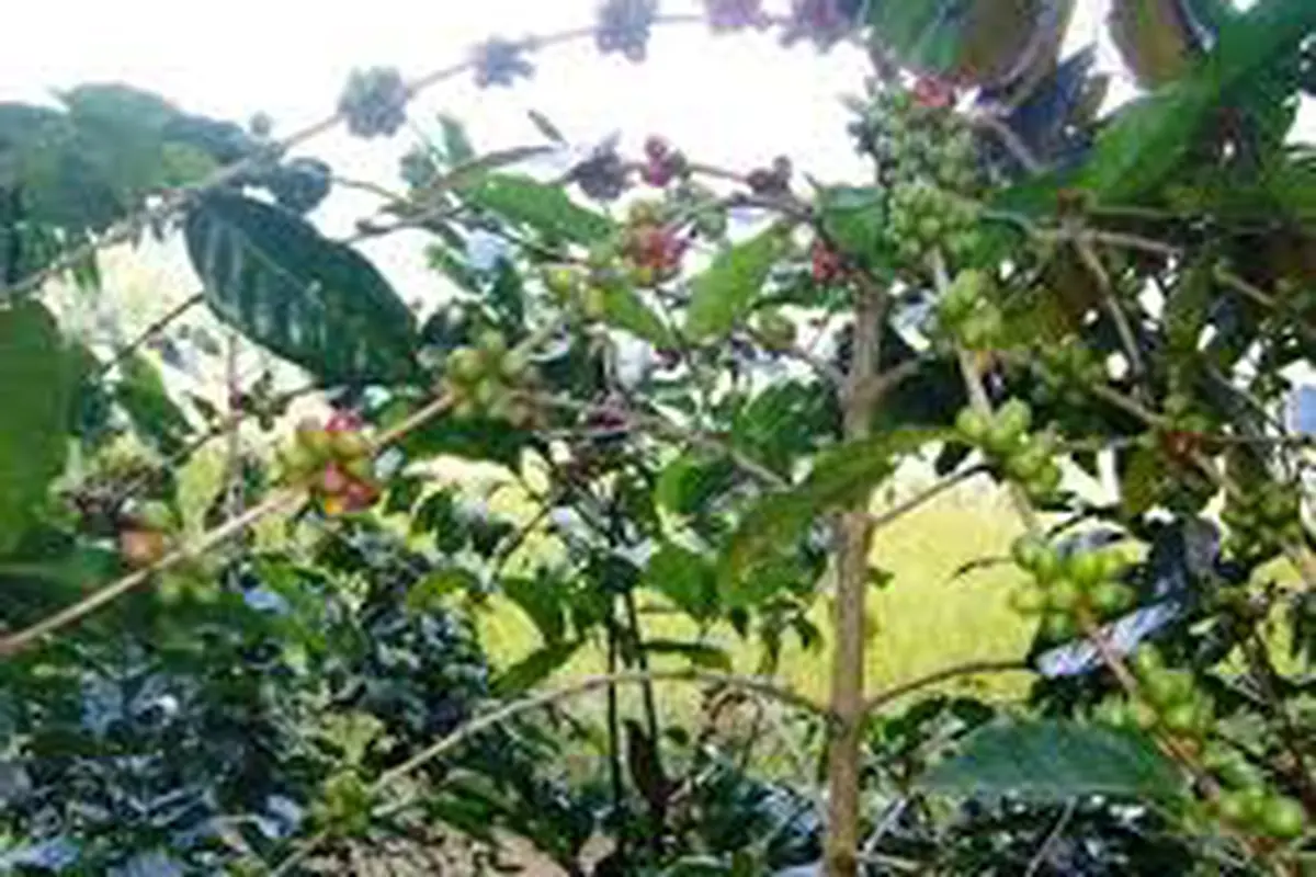 Kopi 
