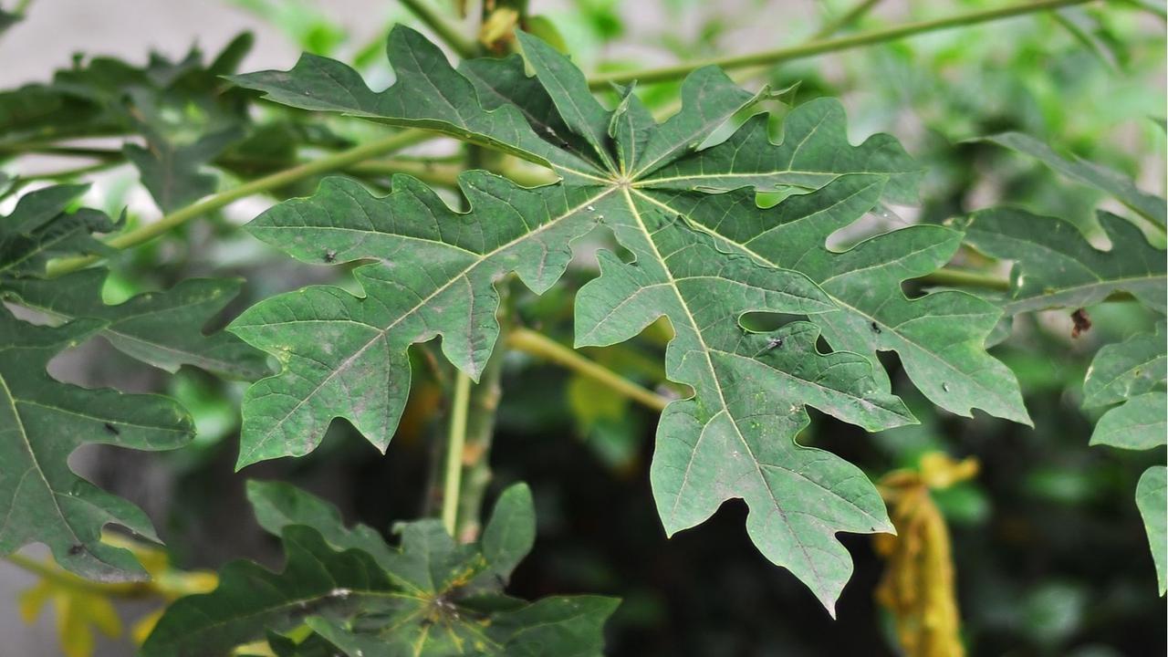 daun pepaya