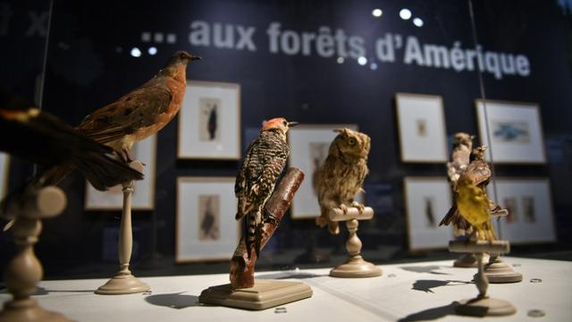 Koleksi Binatang Didominasi oleh Jantan (AFP/Xavier Leoty)