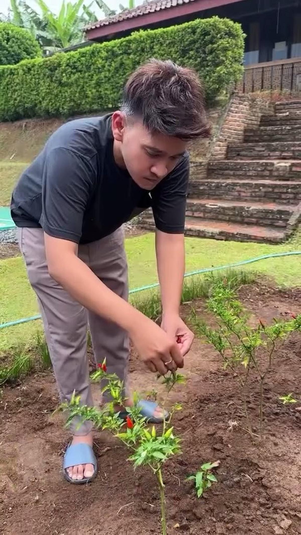 9 Potret Terbaru Vila Ruben Onsu yang Luas dan Asri, Punya Banyak Pendopo - Perlihatkan Tanaman Hasil Berkebun