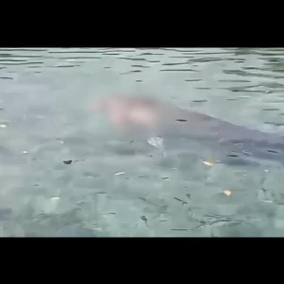 Penampakan Buaya Ganas yang Serang Ibu Rumah Tangga di Pantai Hingga Tewas