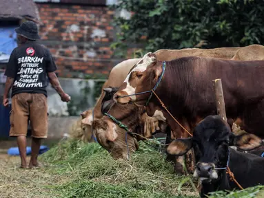 Pedagang memberi makan hewan kurban yang dijual di Cipulir, Jakarta, Selasa (28/6/2022). Menjelang Hari Raya Idul Adha, penjualan hewan kurban seperti sapi, kerbau, dan kambing kembali bergeliat meski sedang mewabah virus penyakit mulut dan kuku (PMK). (Liputan6.com/Johan Tallo)