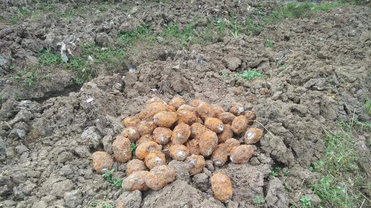 Granat Nanas Masih Aktif Ditemukan di Tegal