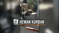 Seekor kerbau kurban mengamuk ketika akan dipotong, kerbau mengamuk melukai 4 warga dan merusak beberapa motor. Polisi terpaksa menembak kerbau untuk melumpuhkannya.